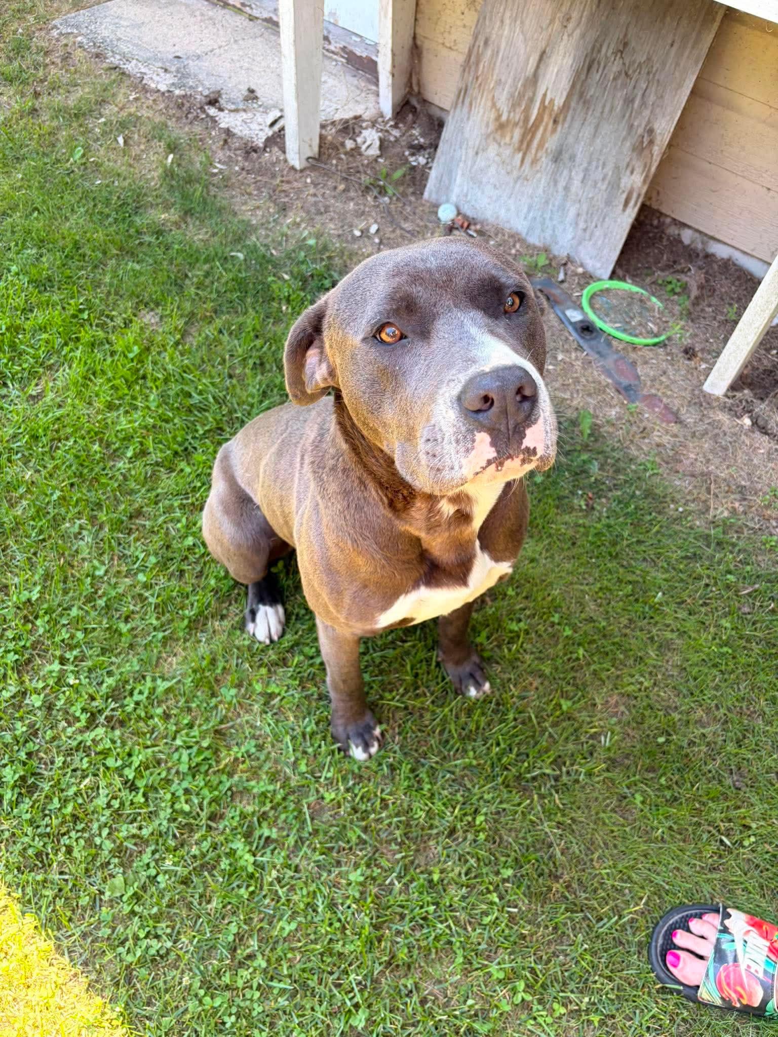 Billy, an adopted mixed breed in Winnipeg, MB image 1/4