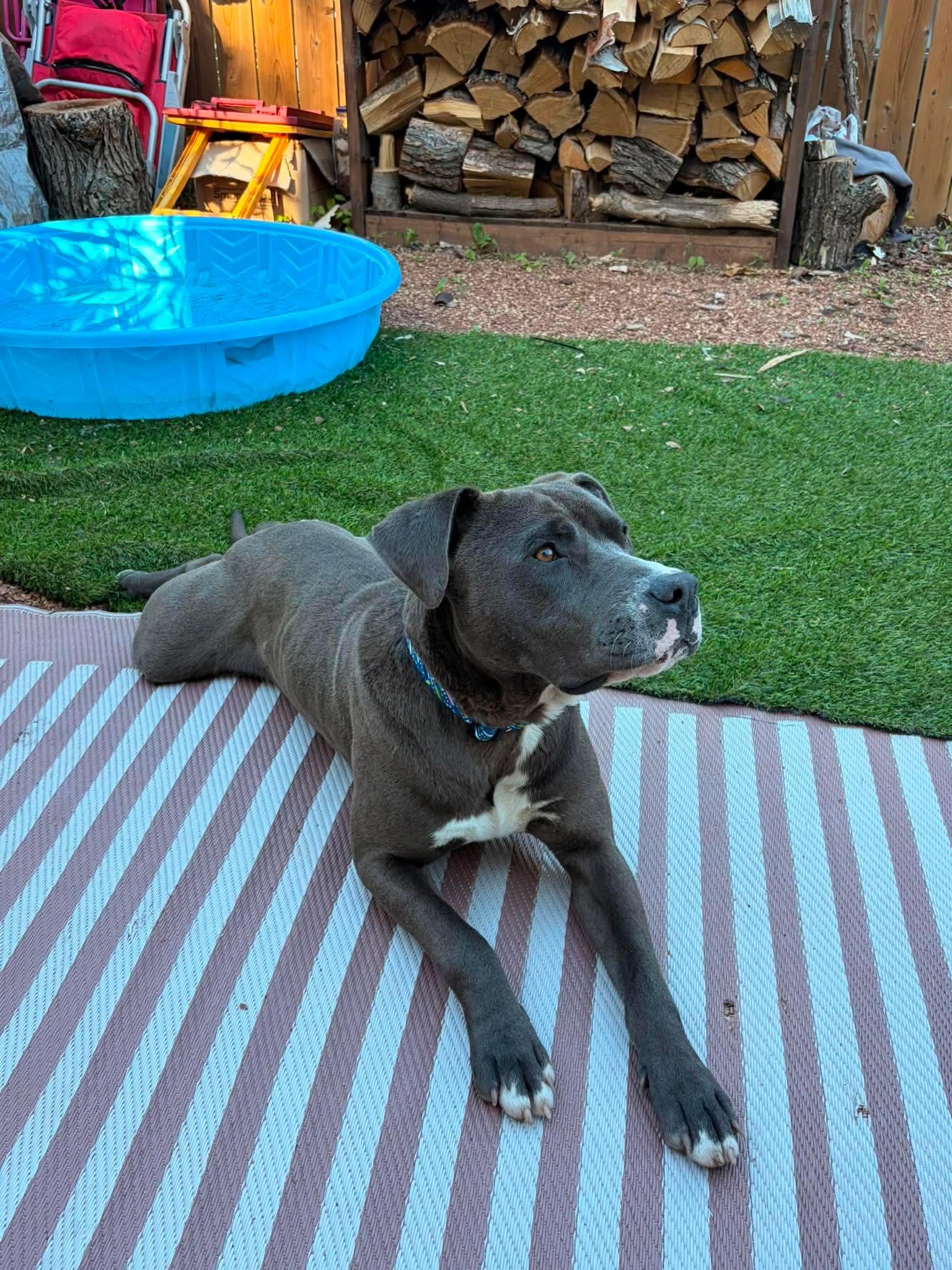 Billy, an adopted mixed breed in Winnipeg, MB image 2/4