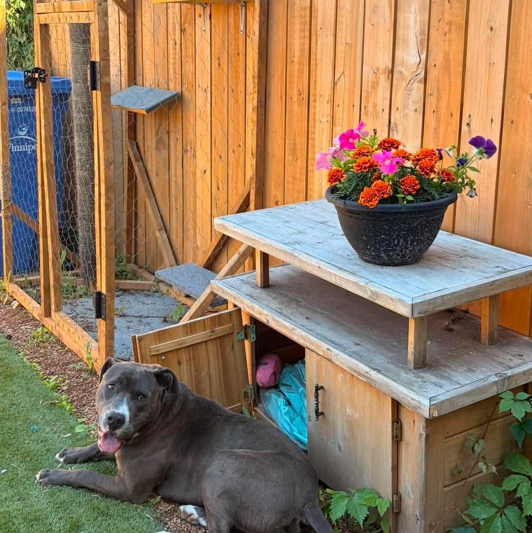 Billy, an adopted mixed breed in Winnipeg, MB image 3/4