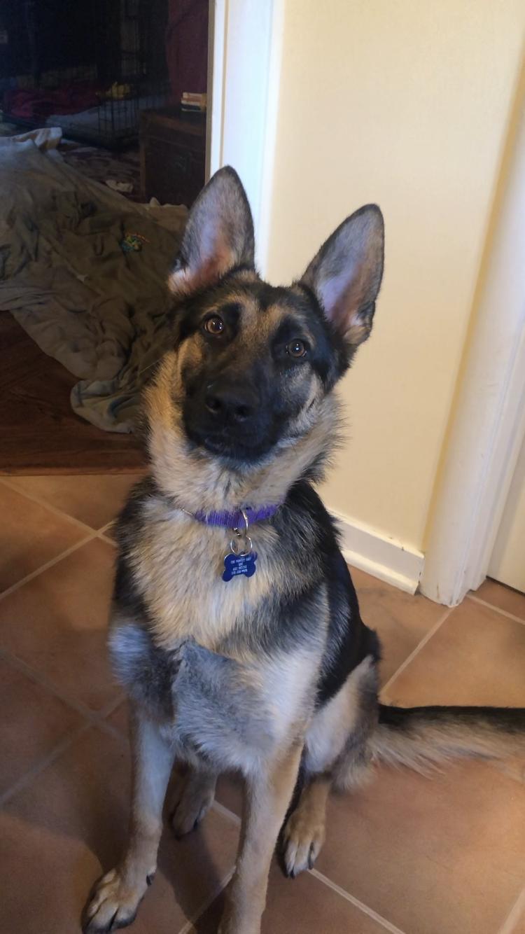 Sadie, a Adoptable German Shepherd Dog in Milpitas, CA image 1/3