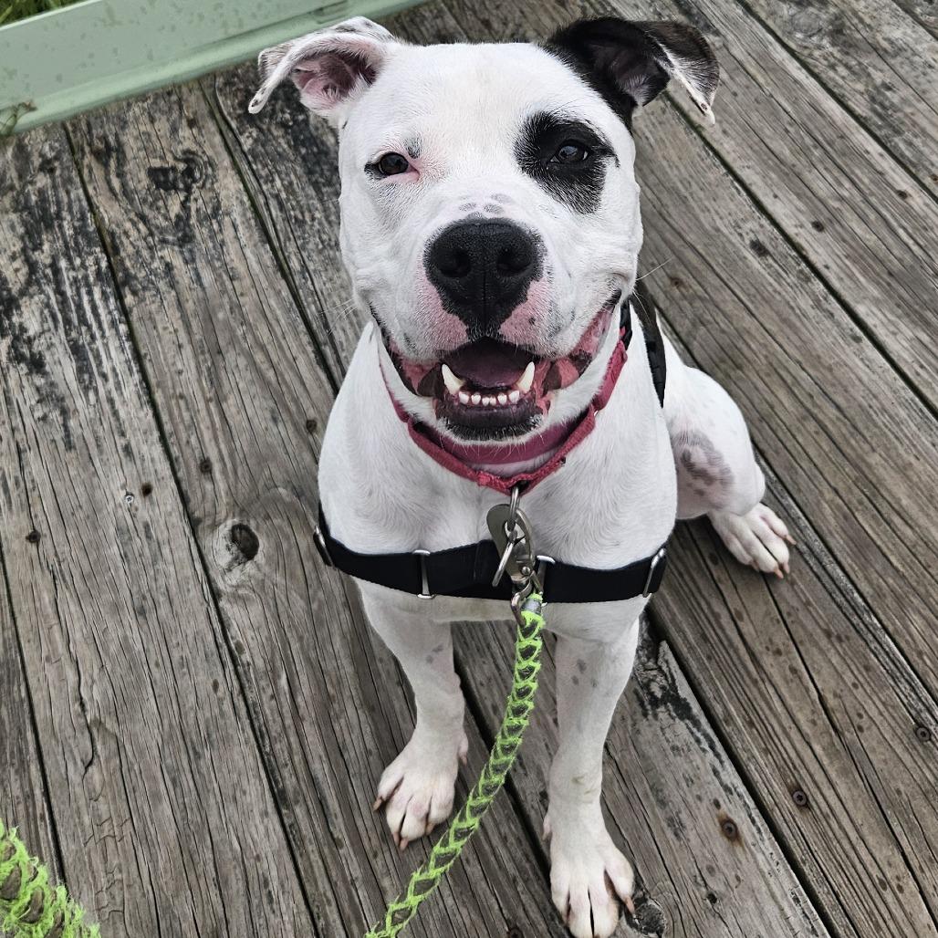 Pochio, a Adoptable mixed breed in Champaign, IL image 1/5