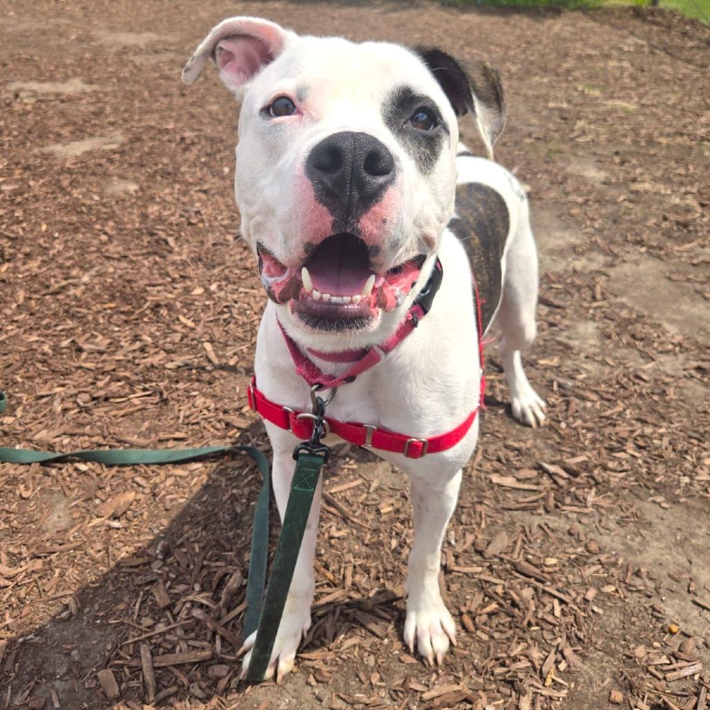 Enlarge Pochio, a Adoptable mixed breed in Champaign, IL image 1/4