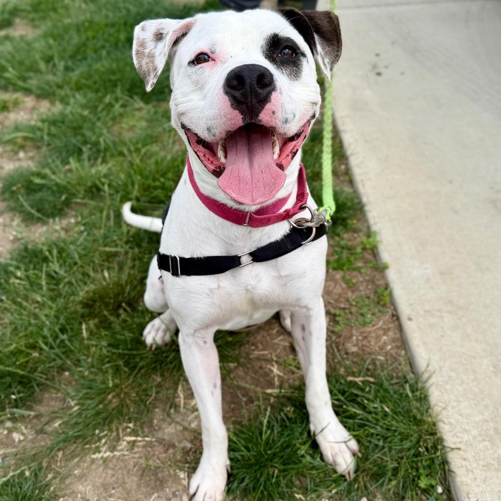 Enlarge Pochio, a Adoptable mixed breed in Champaign, IL image 2/5