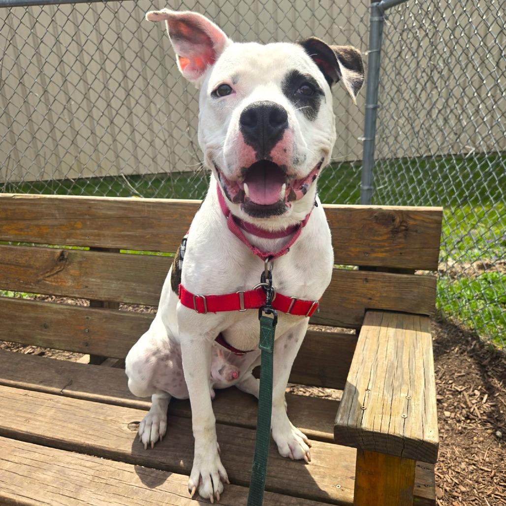 Enlarge Pochio, a Adoptable mixed breed in Champaign, IL image 2/4