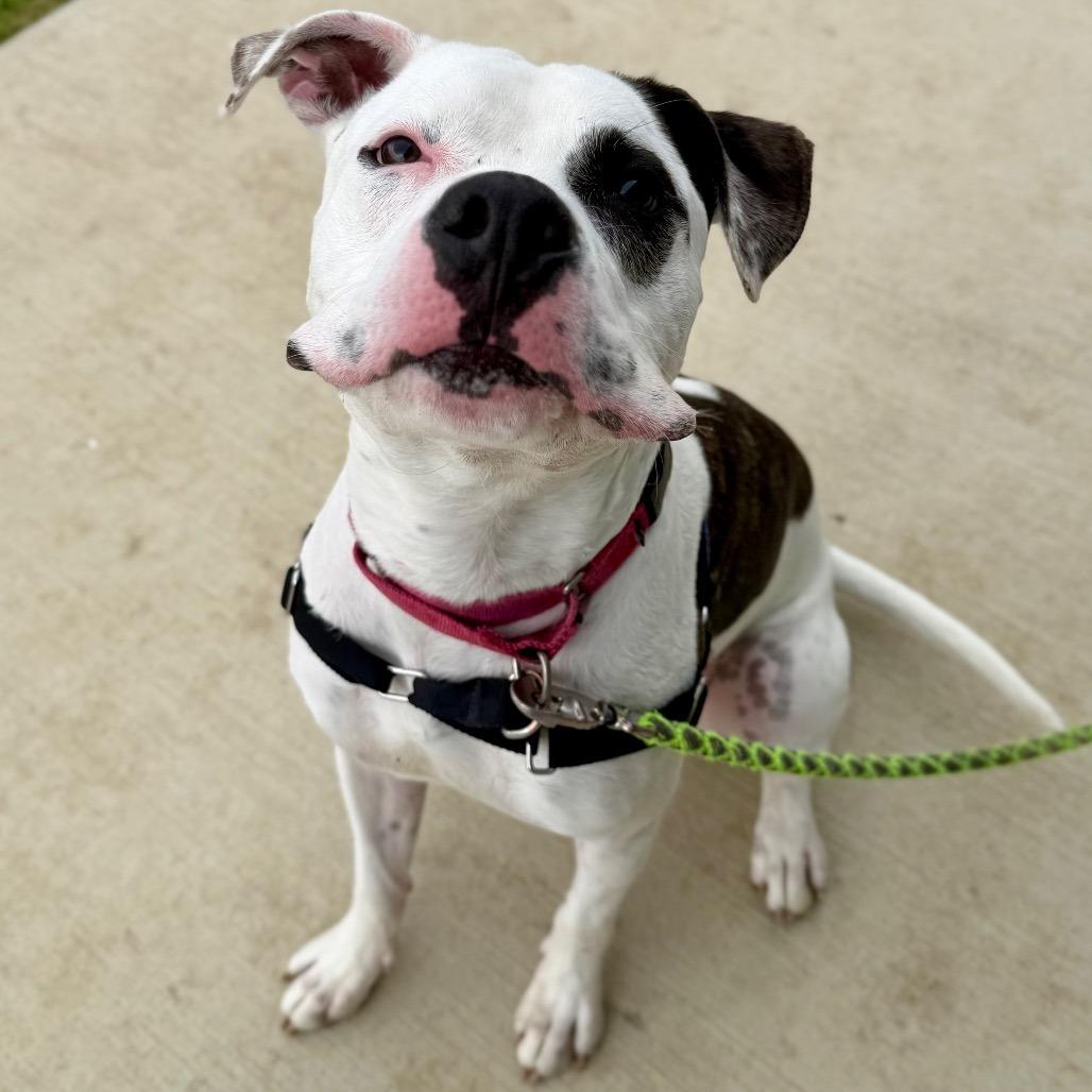 Enlarge Pochio, a Adoptable mixed breed in Champaign, IL image 3/5