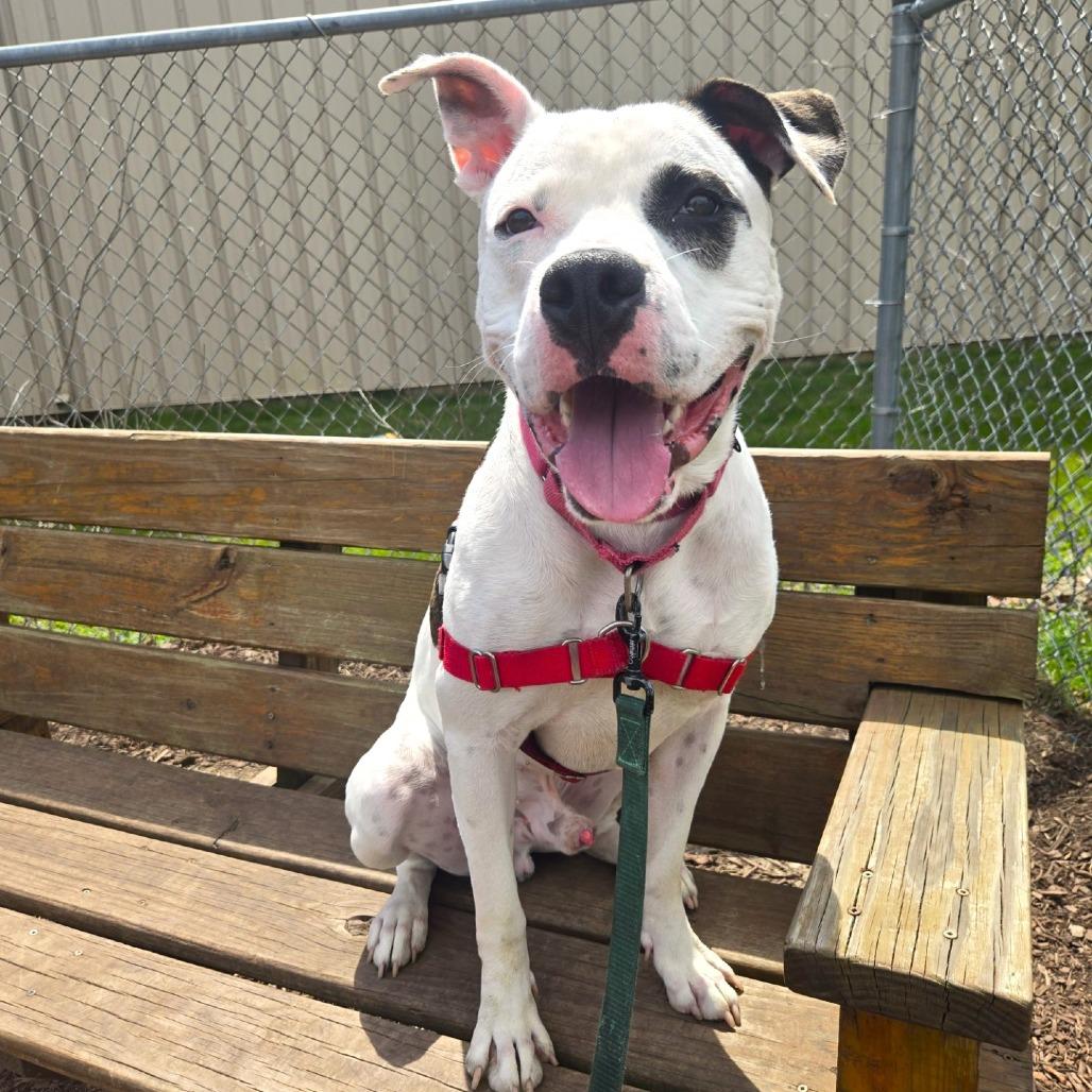 Enlarge Pochio, a Adoptable mixed breed in Champaign, IL image 3/4