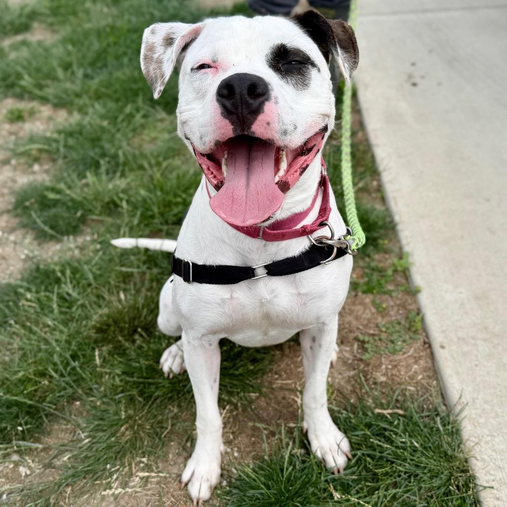 Enlarge Pochio, a Adoptable mixed breed in Champaign, IL image 4/5