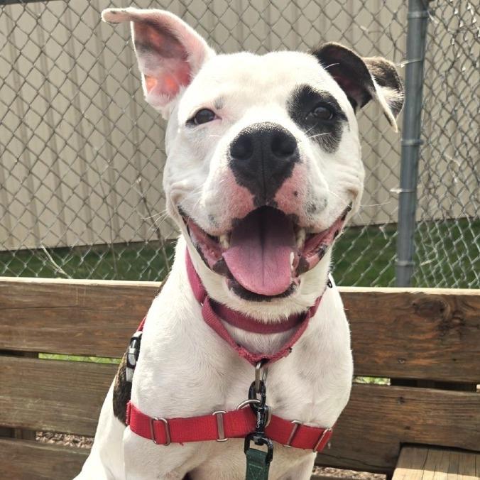 Enlarge Pochio, a Adoptable mixed breed in Champaign, IL image 4/4