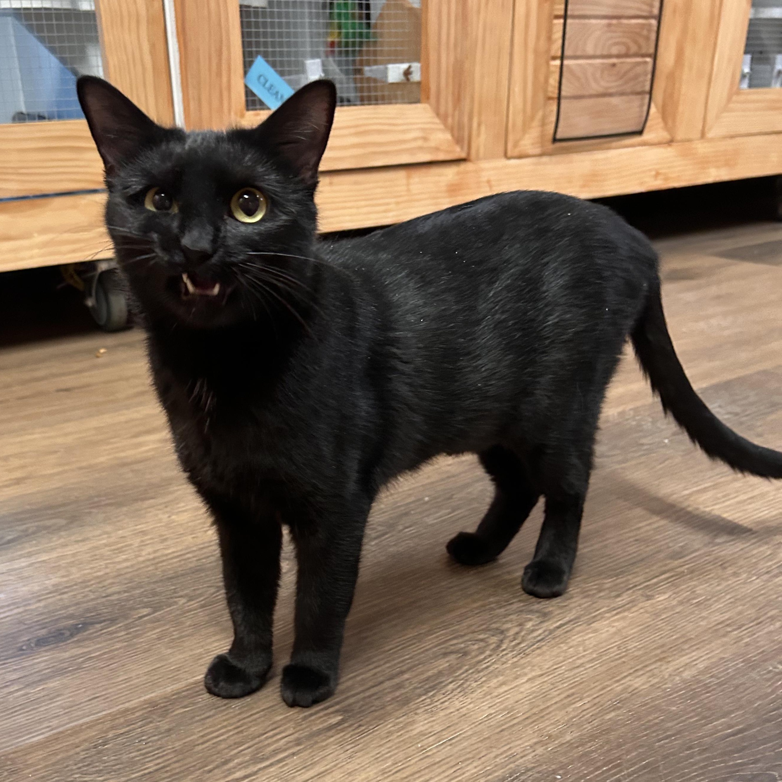 Enlarge Shadowcat, a Adopted mixed breed in The Colony, TX image 5/6