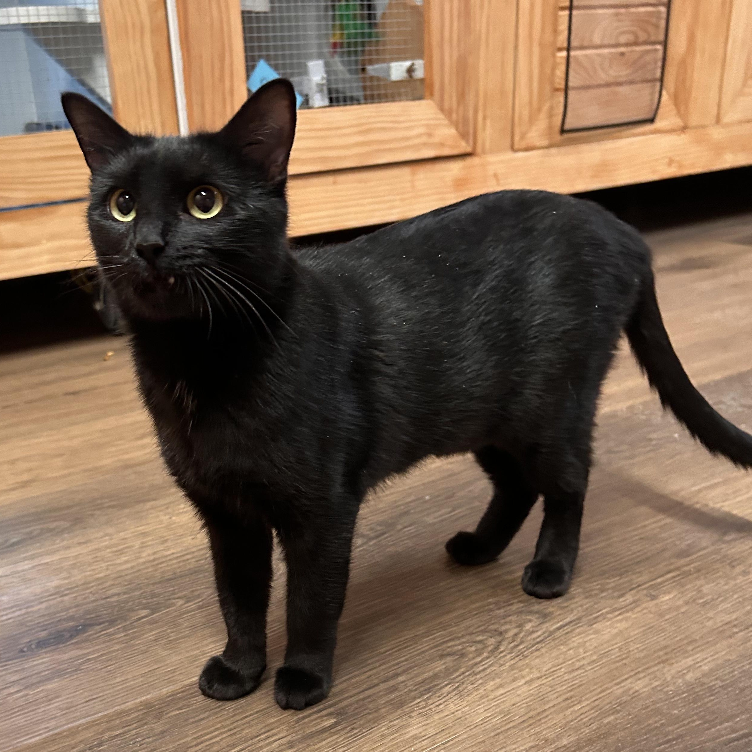Enlarge Shadowcat, a Adopted mixed breed in The Colony, TX image 3/6
