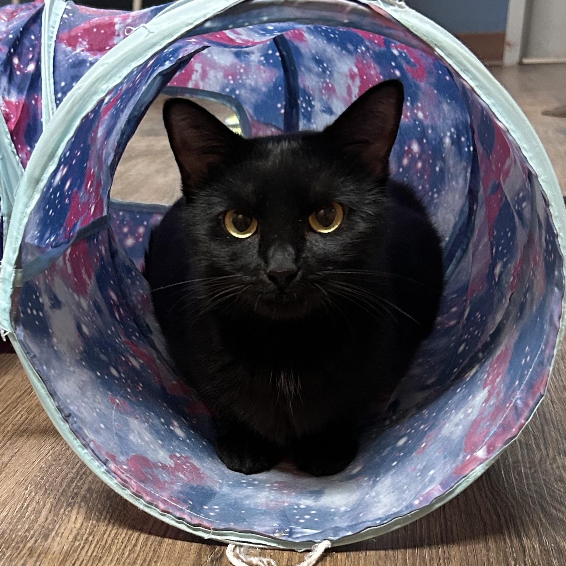 Enlarge Shadowcat, a Adopted mixed breed in The Colony, TX image 6/6