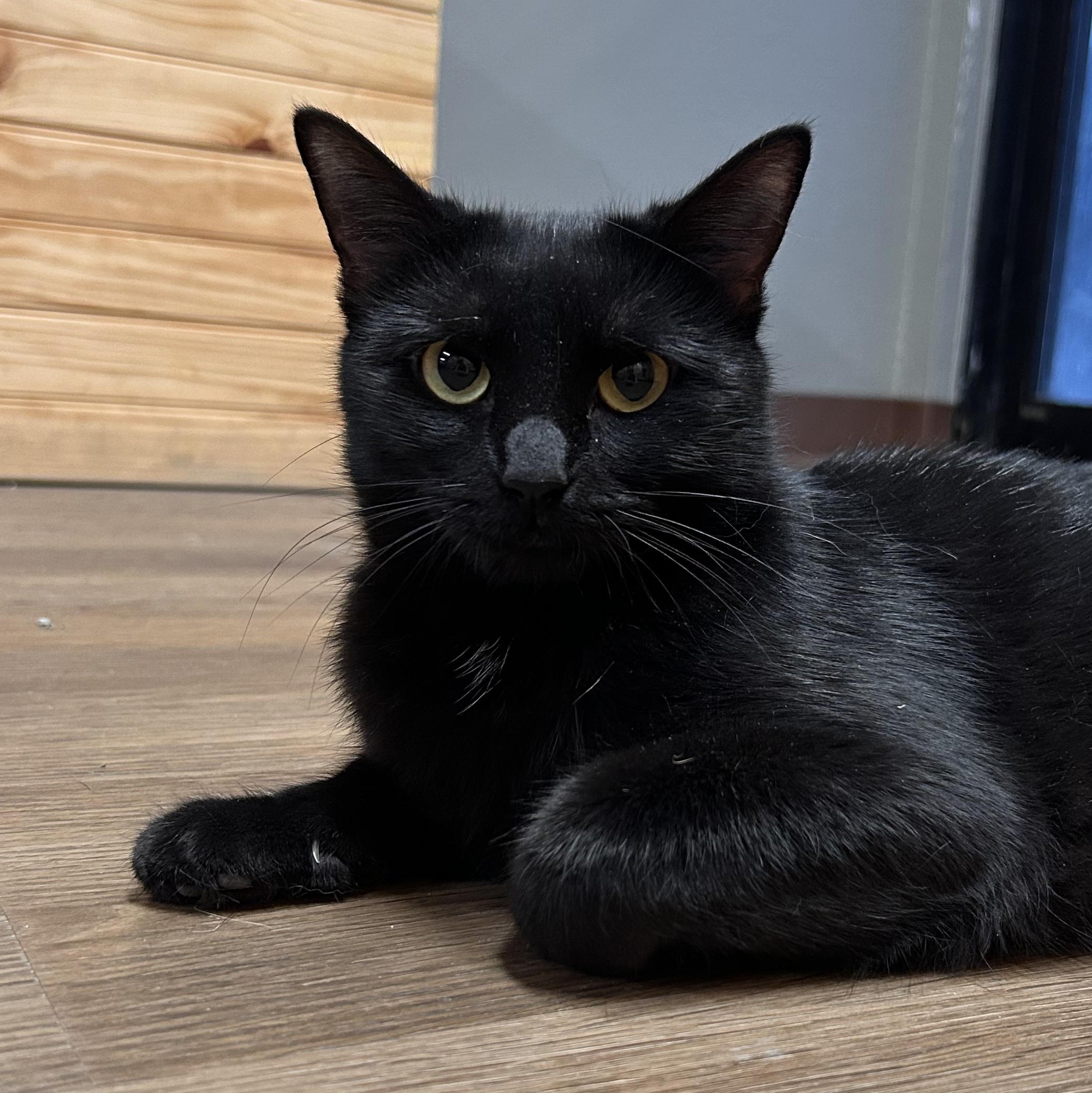 Enlarge Shadowcat, a Adopted mixed breed in The Colony, TX image 4/6