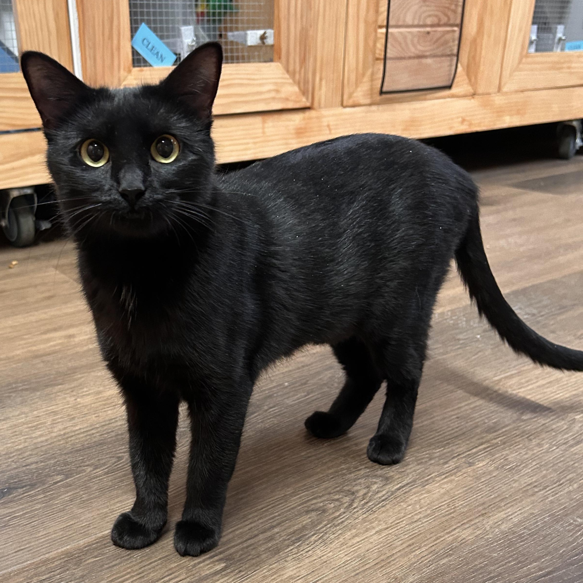 Shadowcat, Adopted, Young Female Domestic Short Hair.