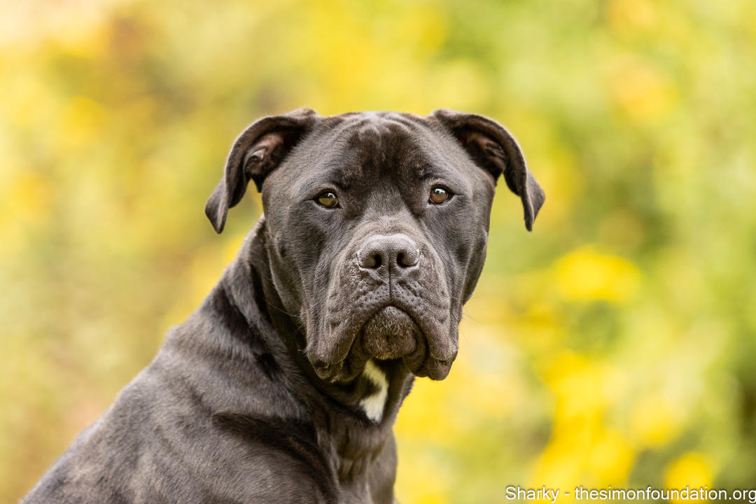 Sharky, Adult Male Cane Corso