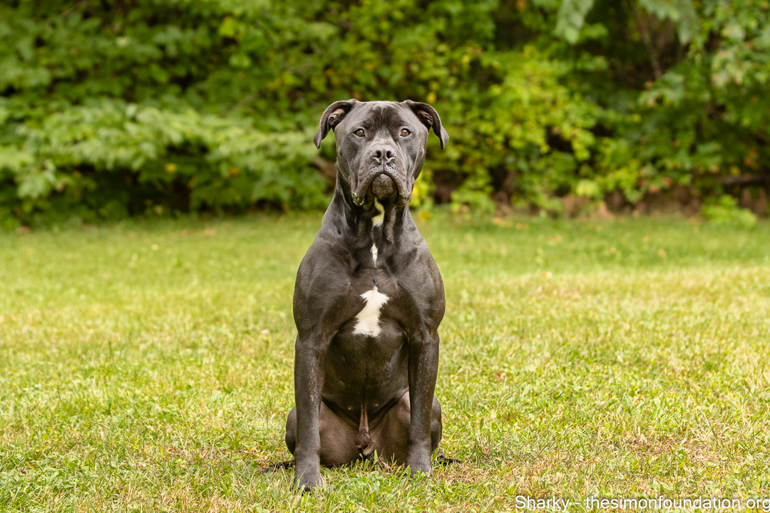 Enlarge Sharky, a Adoptable mixed breed in Bloomfield, CT image 2/4
