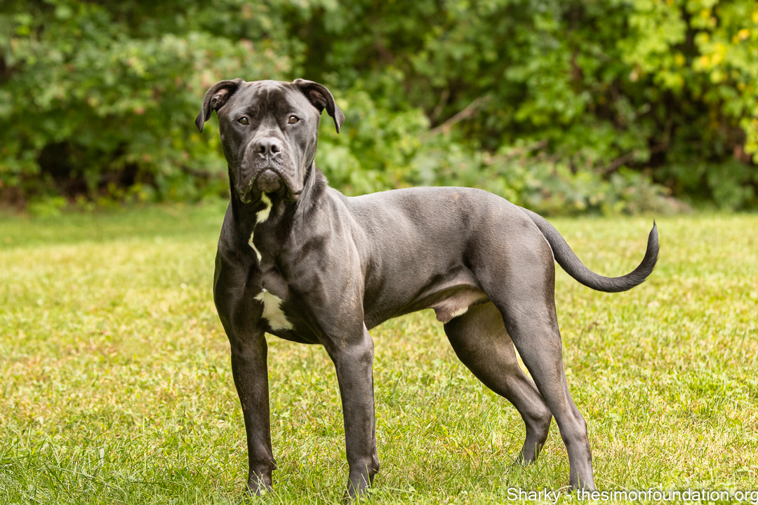 Enlarge Sharky, a Adoptable mixed breed in Bloomfield, CT image 3/4