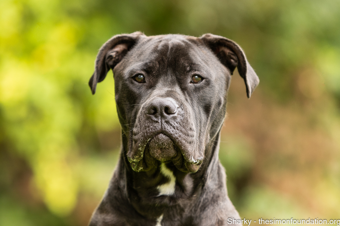 Enlarge Sharky, a Adoptable mixed breed in Bloomfield, CT image 4/4