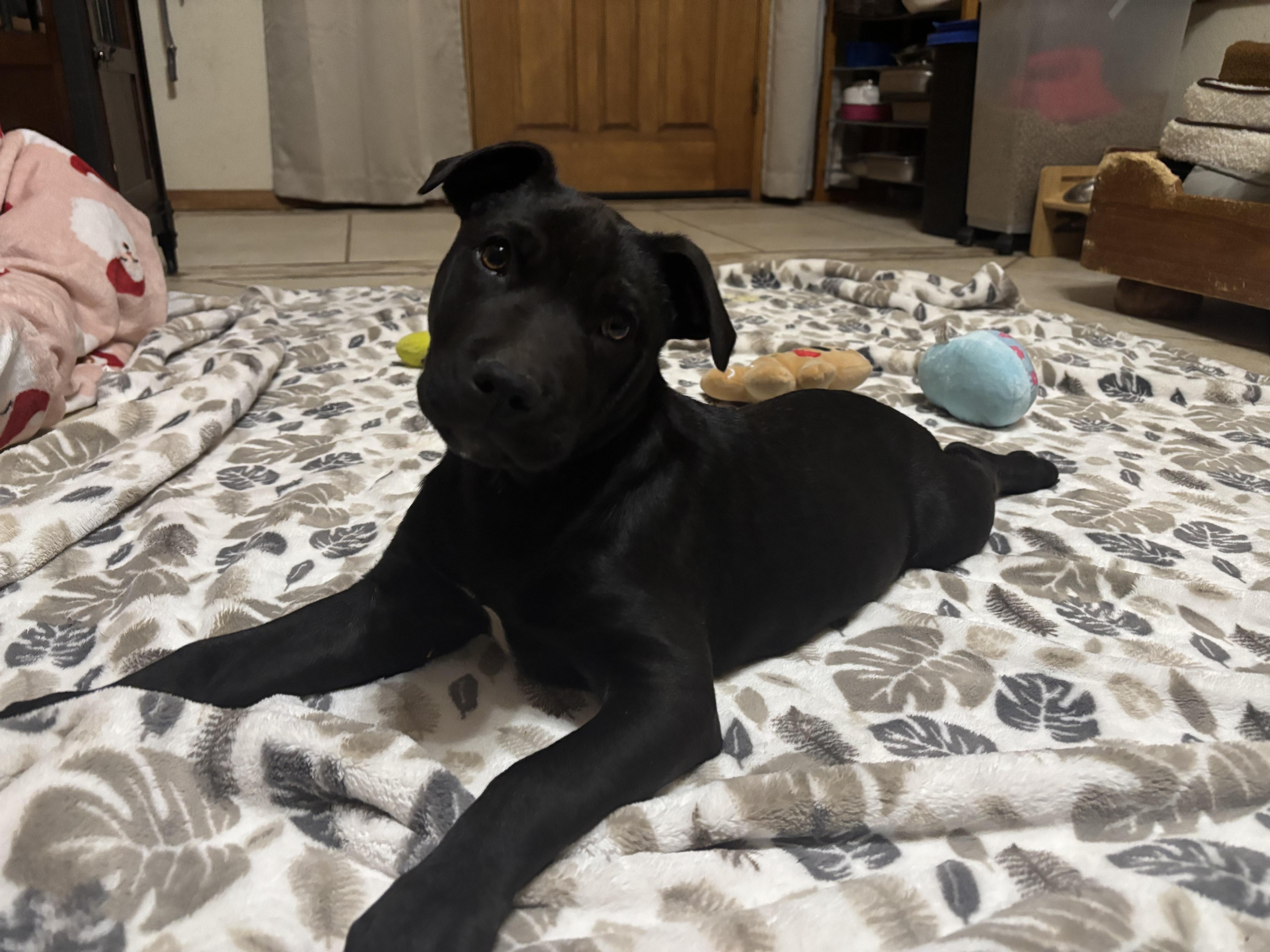 Knox , an adopted mixed breed in Huachuca City, AZ image 1/6
