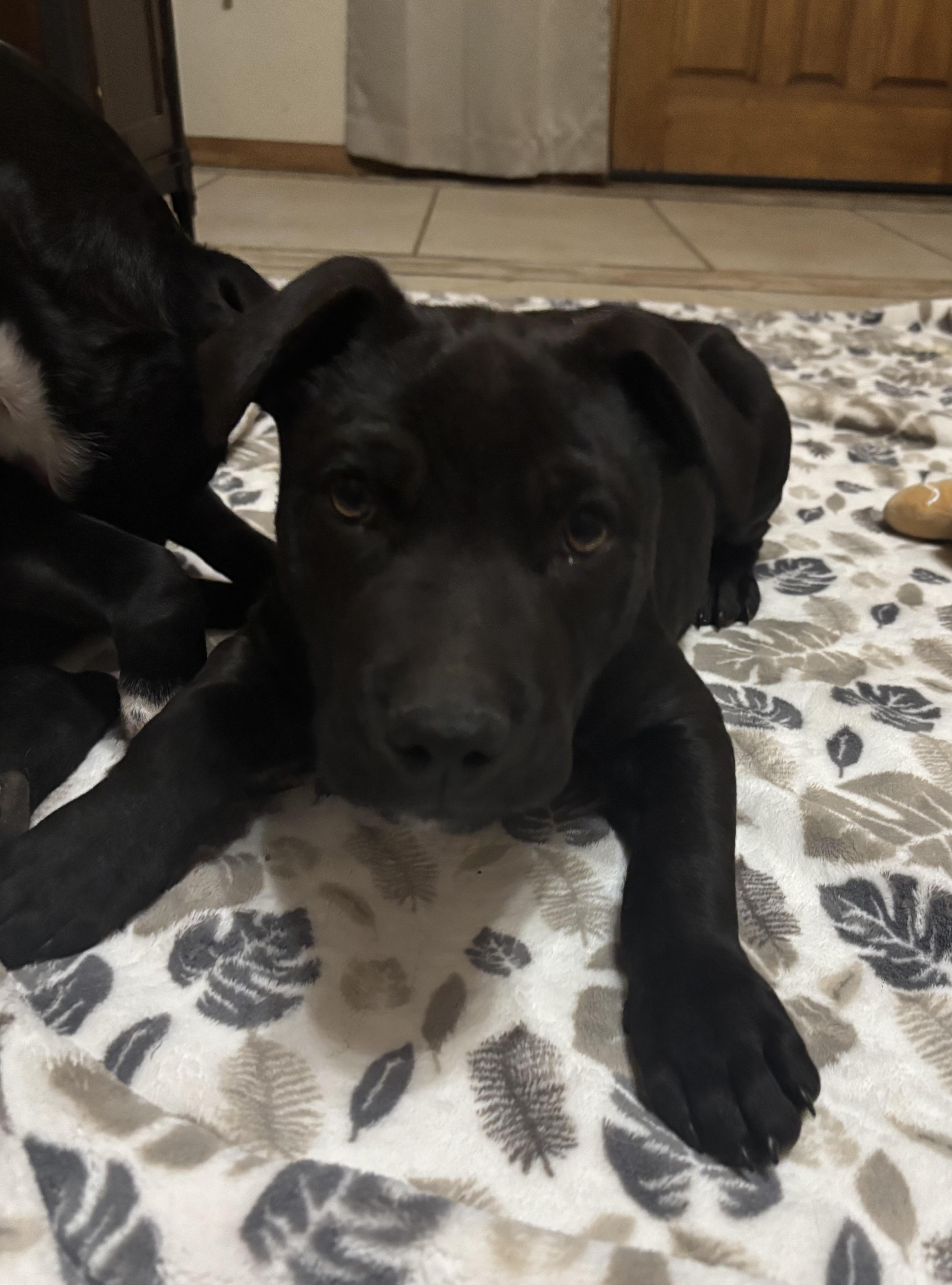 Knox , an adopted mixed breed in Huachuca City, AZ image 2/6