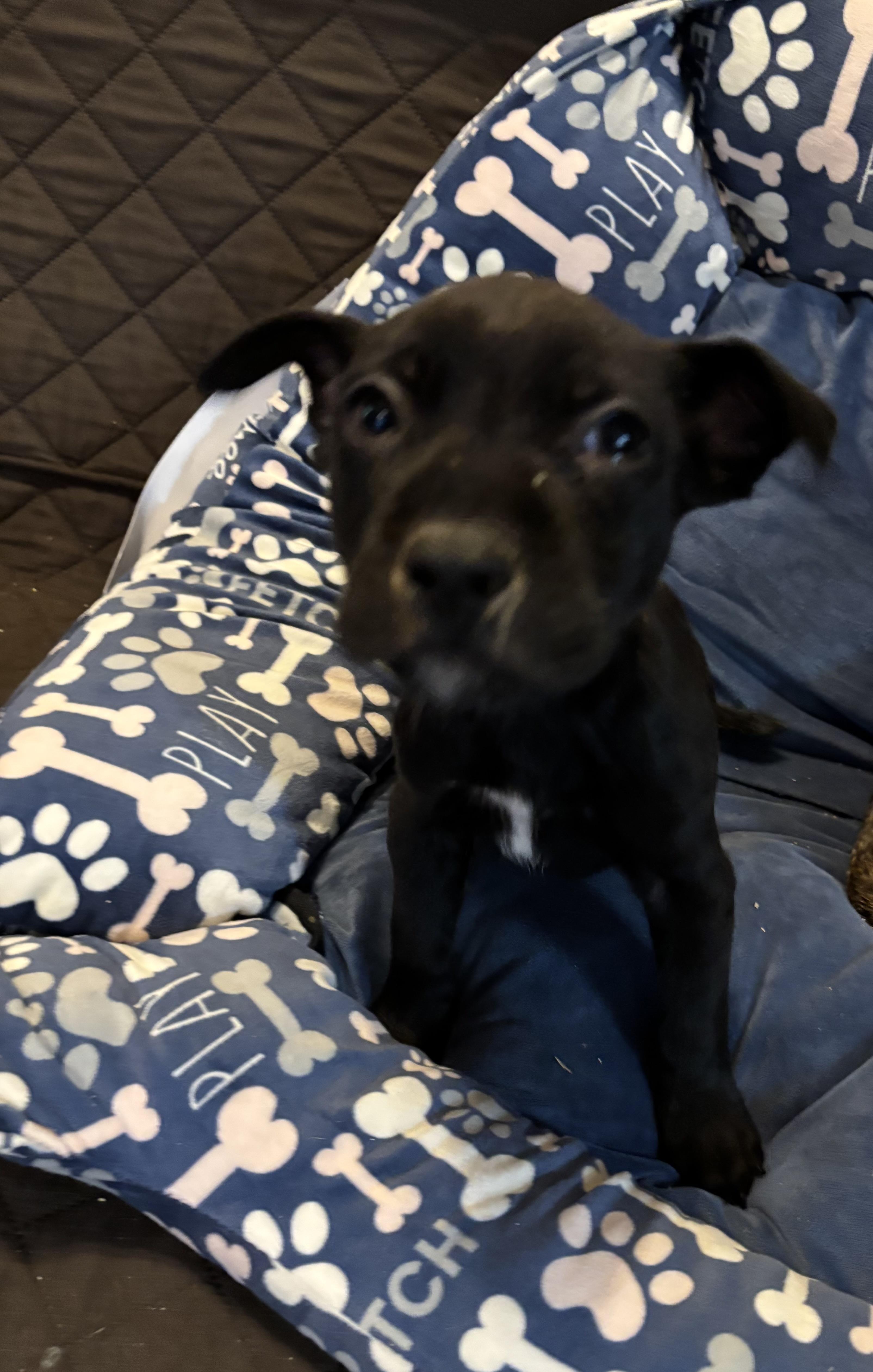 Knox , an adopted mixed breed in Huachuca City, AZ image 3/6