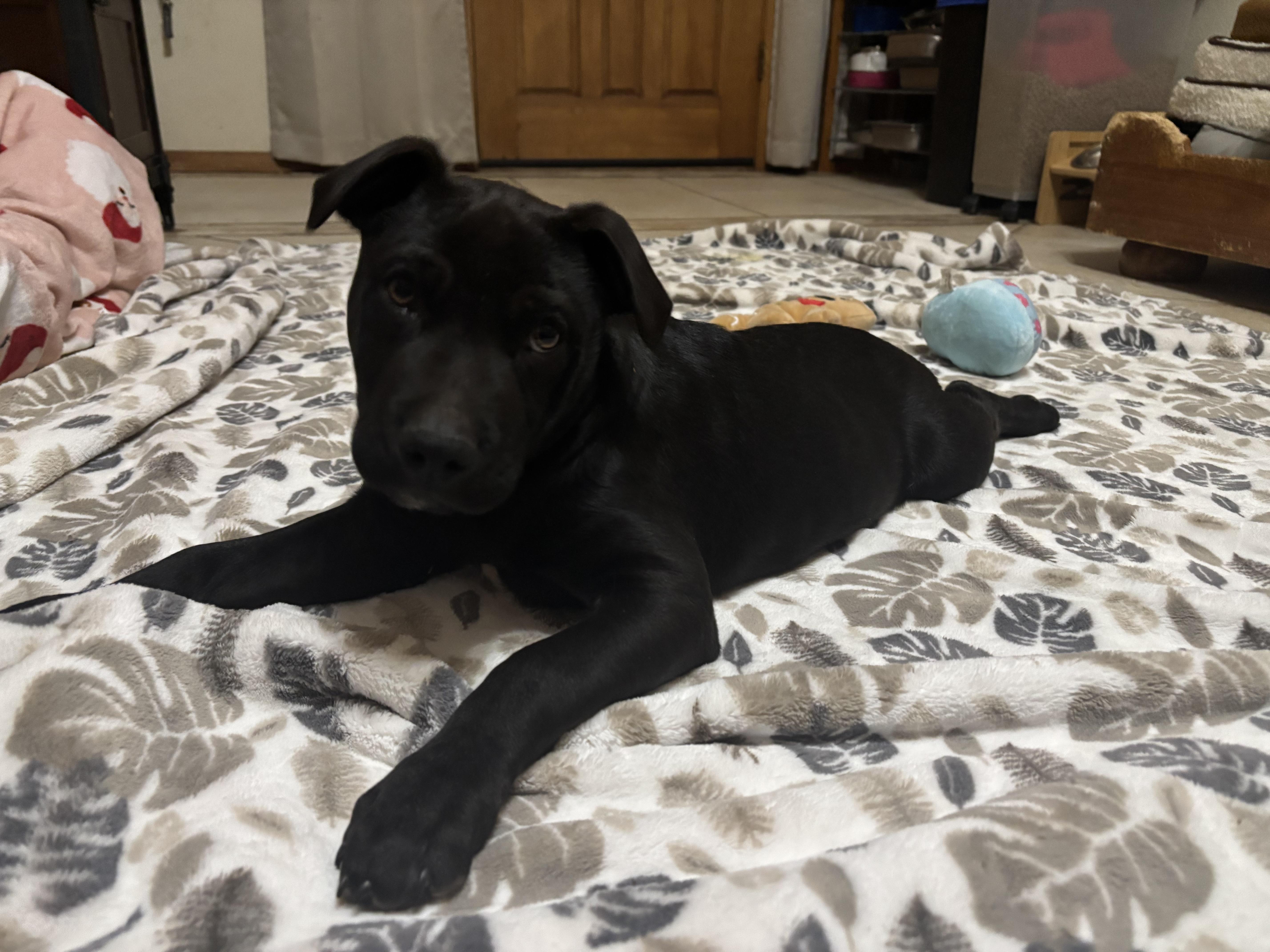 Knox , an adopted mixed breed in Huachuca City, AZ image 6/6