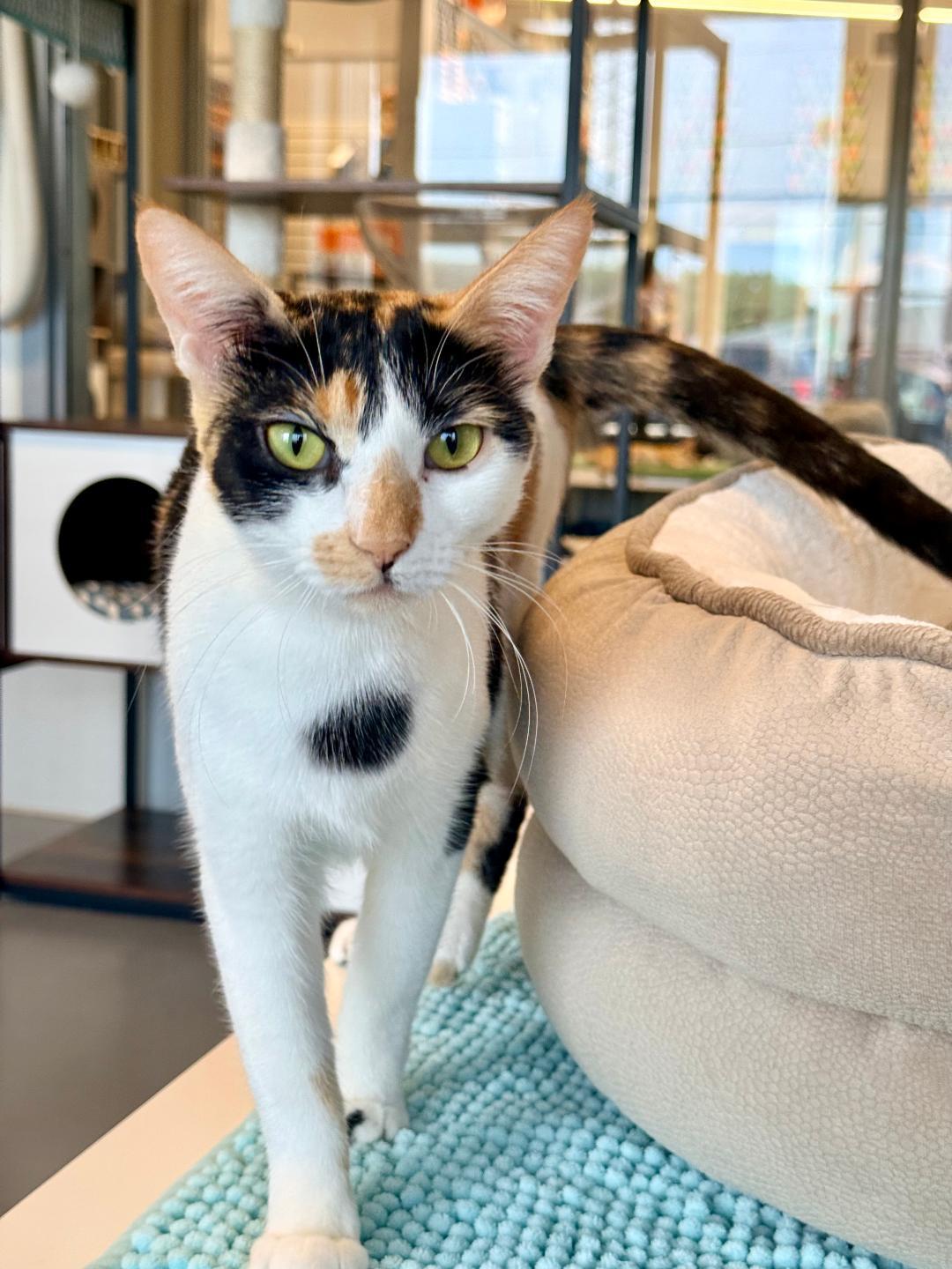 Cleo, an adoptable Calico in Winter Haven, FL image 4/6
