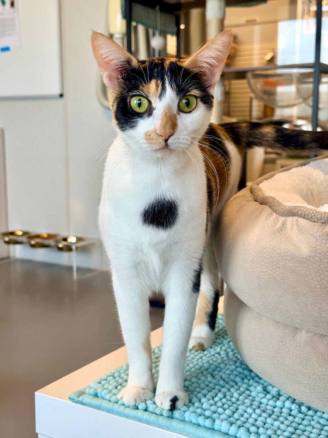 Cleo, an adoptable Calico in Winter Haven, FL image 1/6