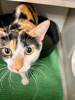 Enlarge Cleo, an adoptable Calico in Winter Haven, FL image 2/3