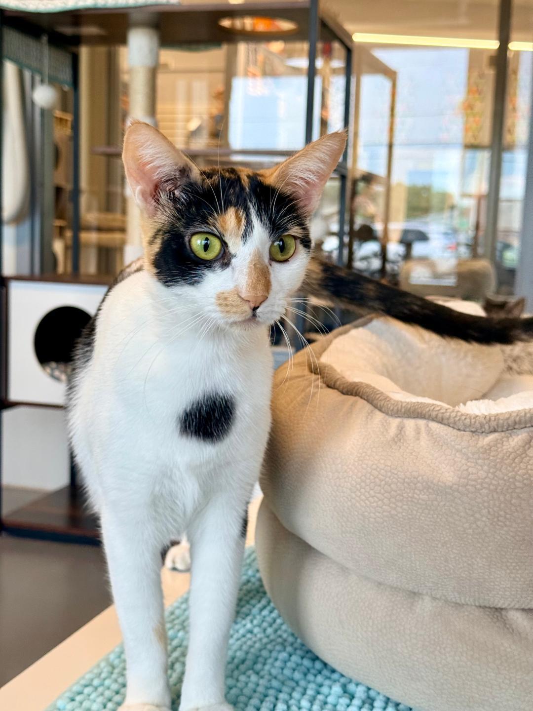 Cleo, an adoptable Calico in Winter Haven, FL image 2/6