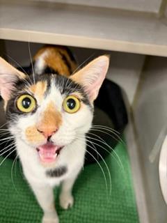 Enlarge Cleo, an adoptable Calico in Winter Haven, FL image 1/3