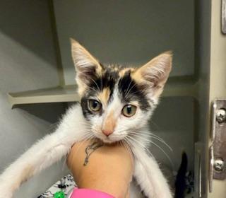 Enlarge Cleo, an adoptable Calico in Winter Haven, FL image 3/3