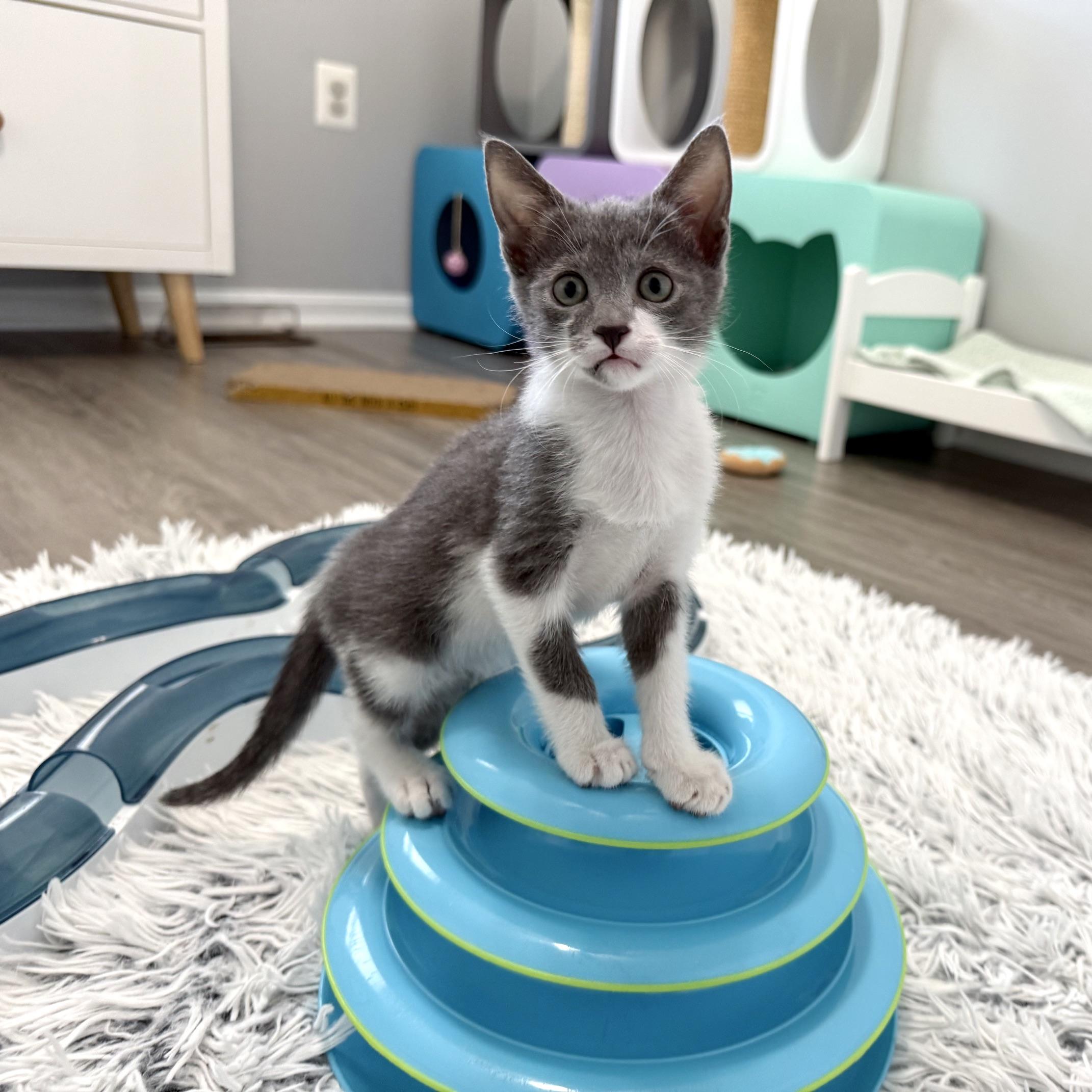 Enlarge Telesto, a ADOPTABLE Domestic Short Hair in Alexandria, VA image 3/3