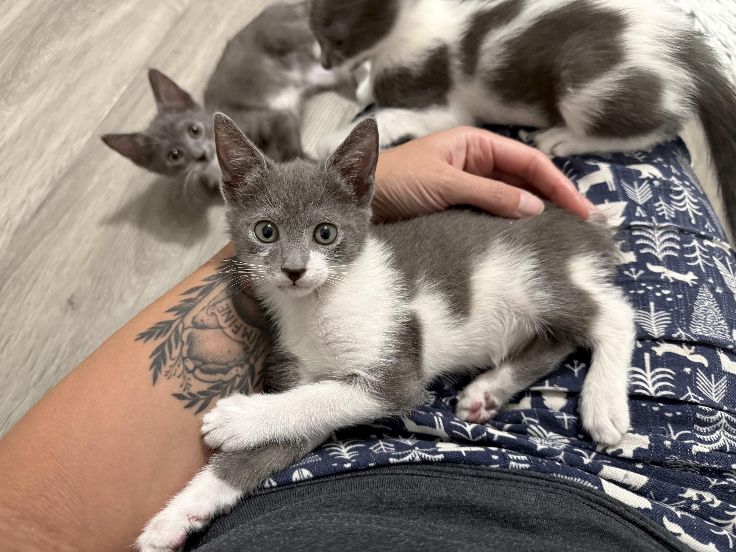 Enlarge Telesto, a ADOPTABLE Domestic Short Hair in Alexandria, VA image 2/3