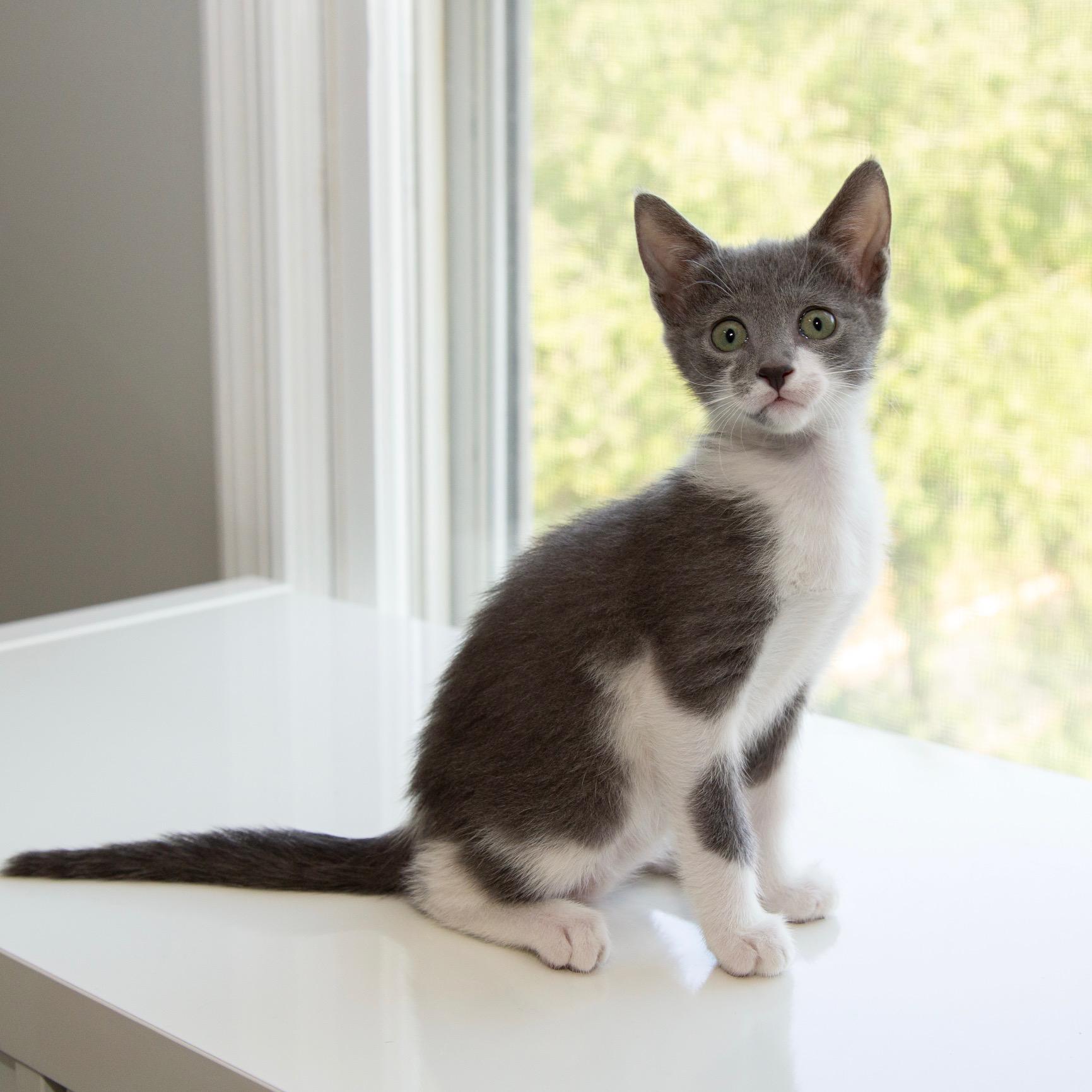 Telesto, ADOPTABLE, Kitten Female Domestic Short Hair.