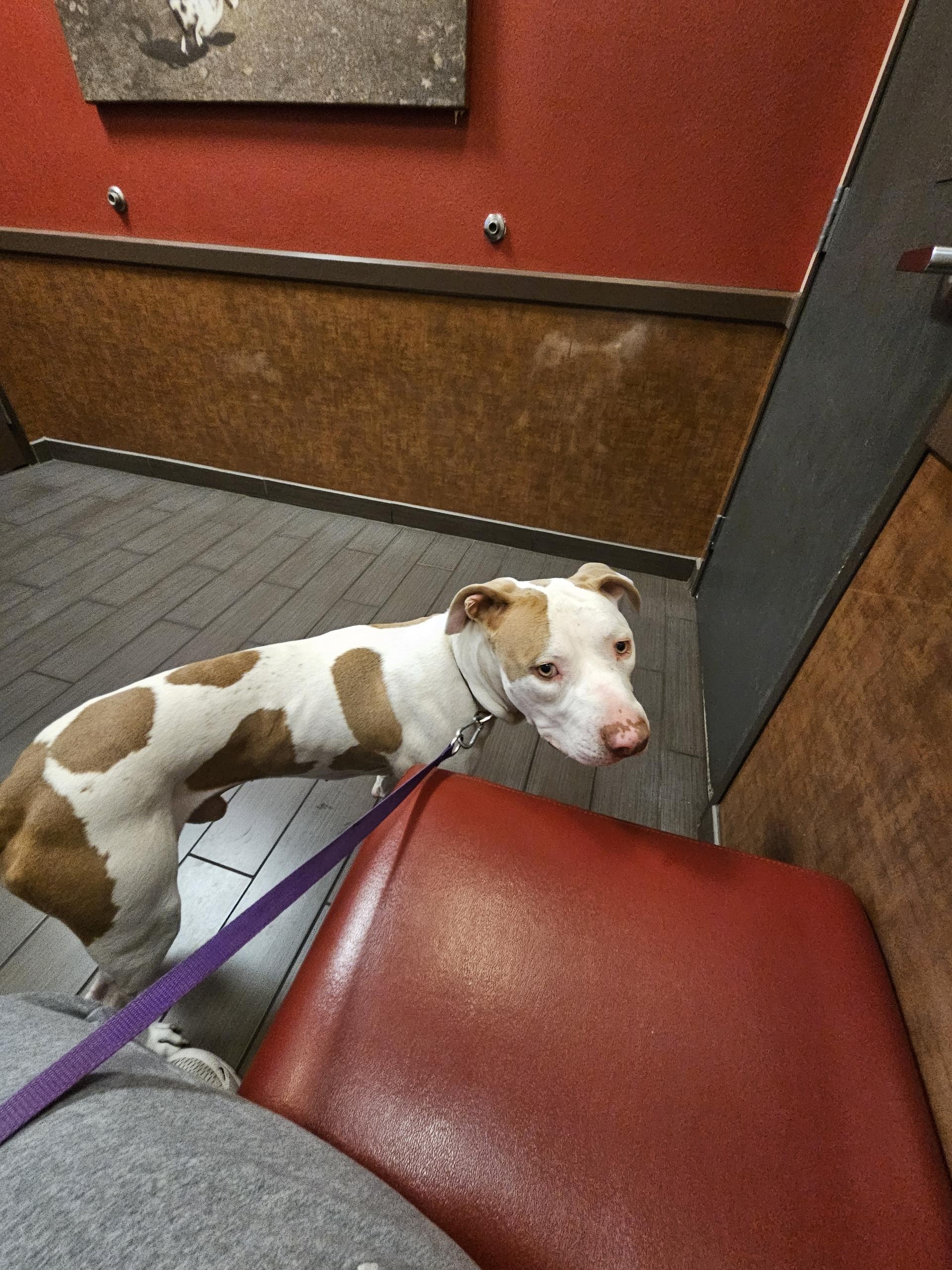 Benny, an adoption pending mixed breed in Las Vegas, NV image 1/4