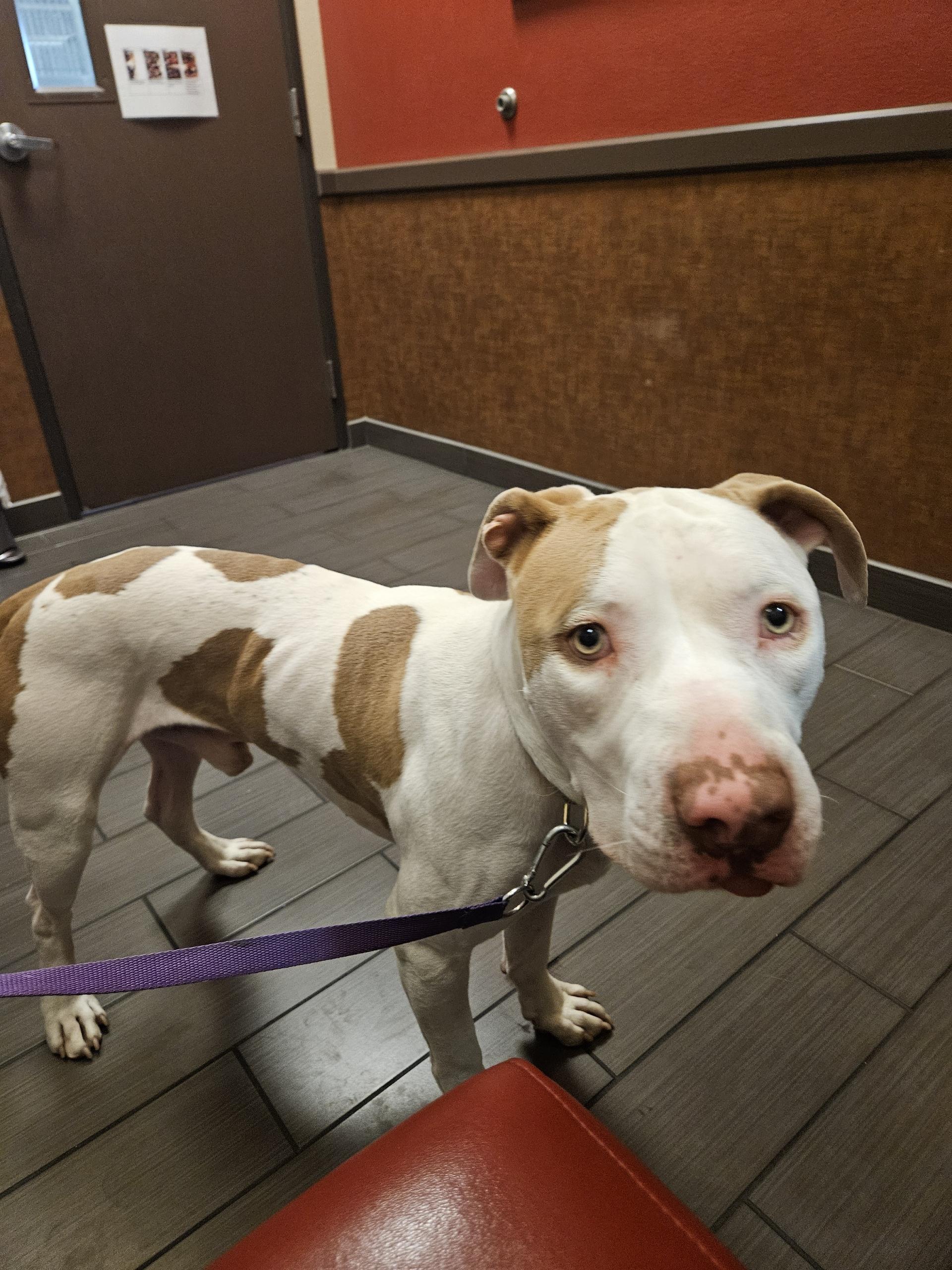 Benny, an adoption pending mixed breed in Las Vegas, NV image 2/4