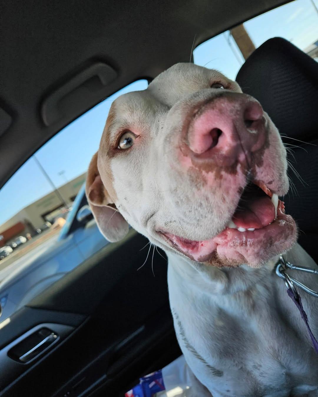 Benny, an adoption pending mixed breed in Las Vegas, NV image 3/4
