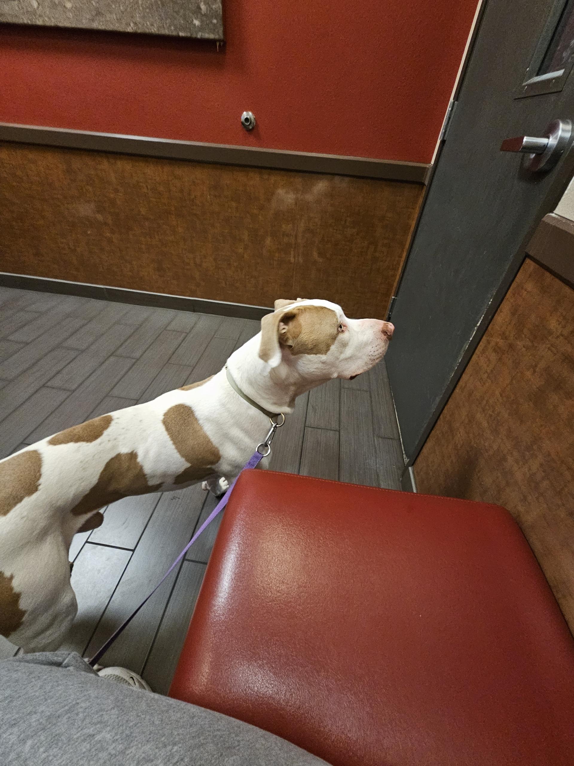 Benny, an adoption pending mixed breed in Las Vegas, NV image 4/4