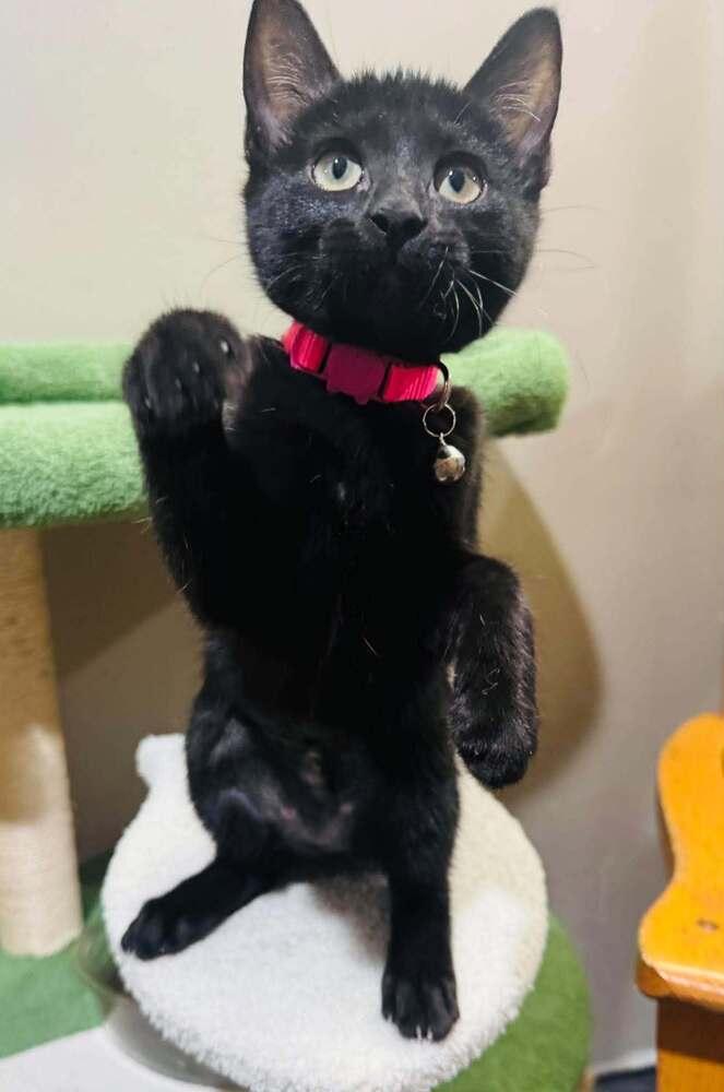 Zion, Adoptable, Kitten Female Domestic Short Hair.