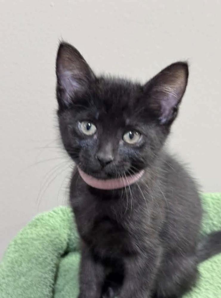 Enlarge Zion, a Adoptable mixed breed in Lincoln, NE image 2/6
