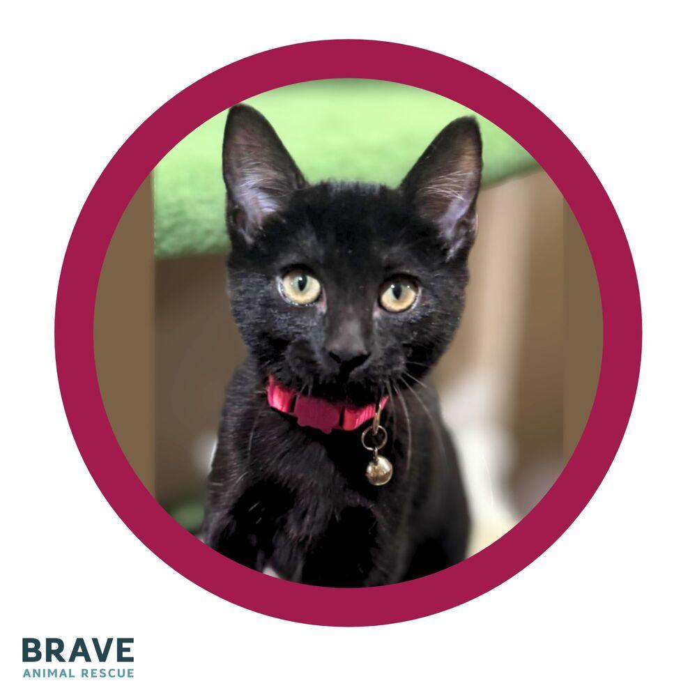 Enlarge Zion, a Adoptable mixed breed in Lincoln, NE image 3/6