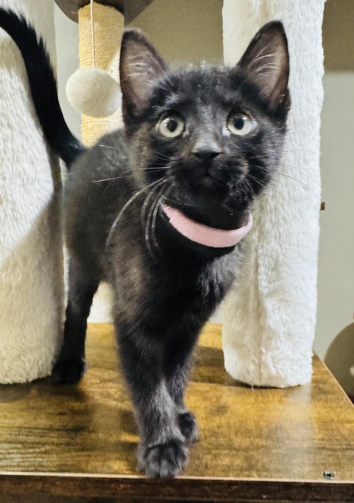 Enlarge Zion, a Adoptable mixed breed in Lincoln, NE image 4/6