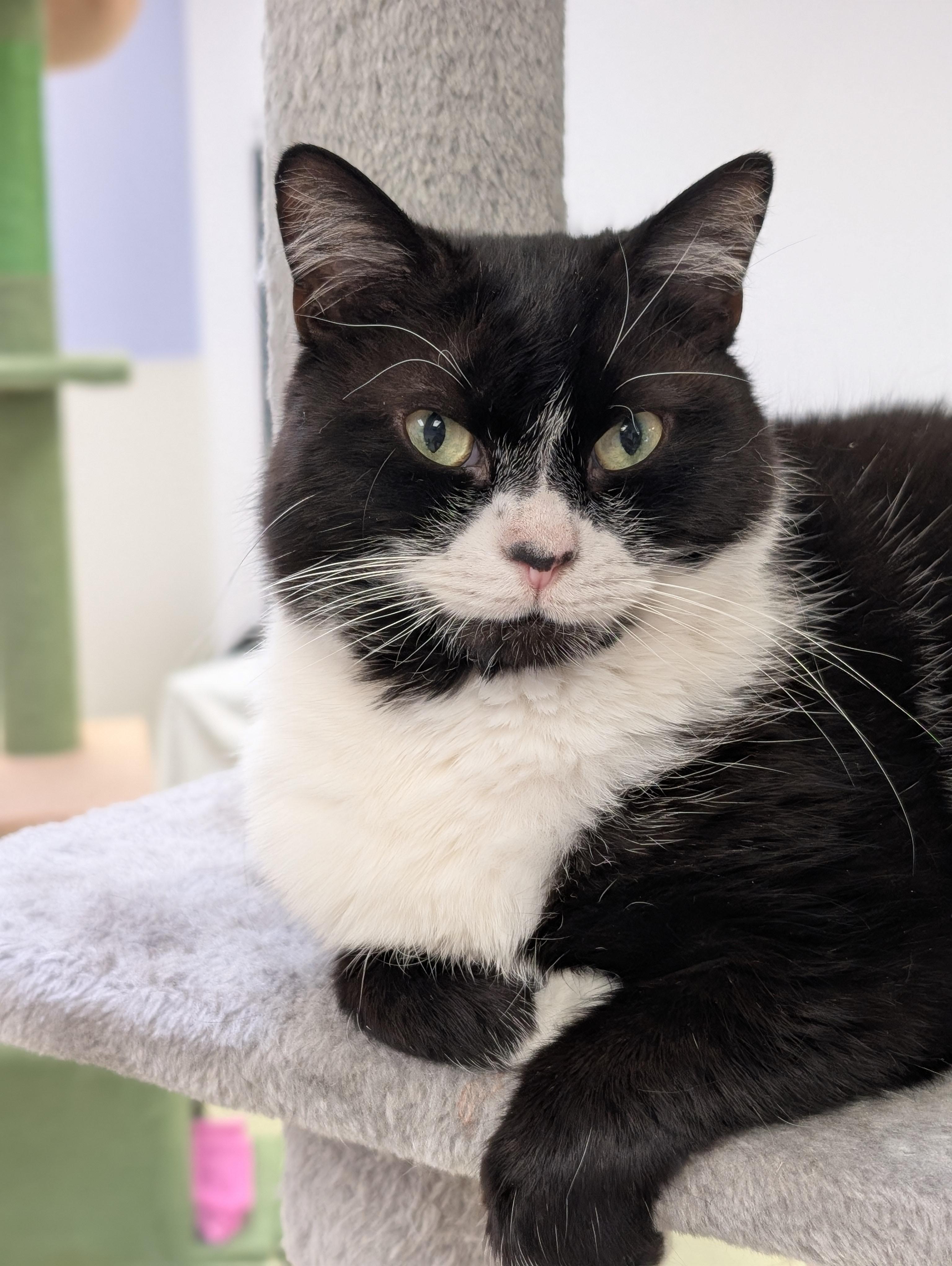 Stagger Lee, ADOPTABLE, Adult Male Domestic Short Hair & Tuxedo.