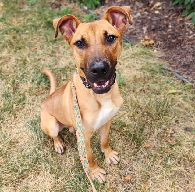 BONKERS, Adoptable, Young Male Pit Bull Terrier & Great Dane.