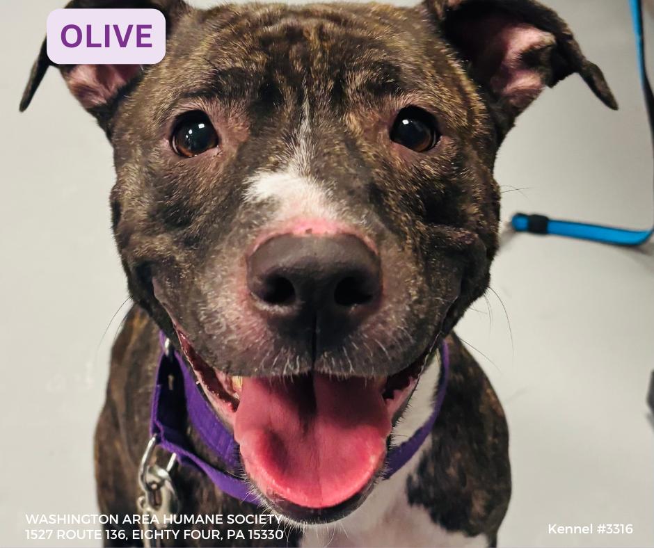 Olive, ADOPTABLE, Adult Female Pit Bull Terrier.