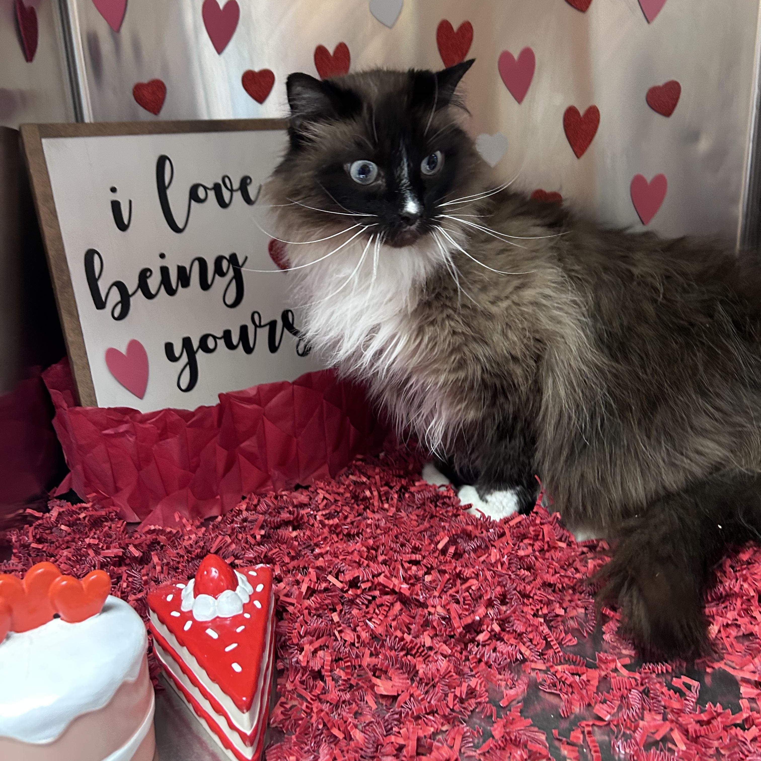 Enlarge Mia, a ADOPTABLE mixed breed in Greensboro, NC image 3/5