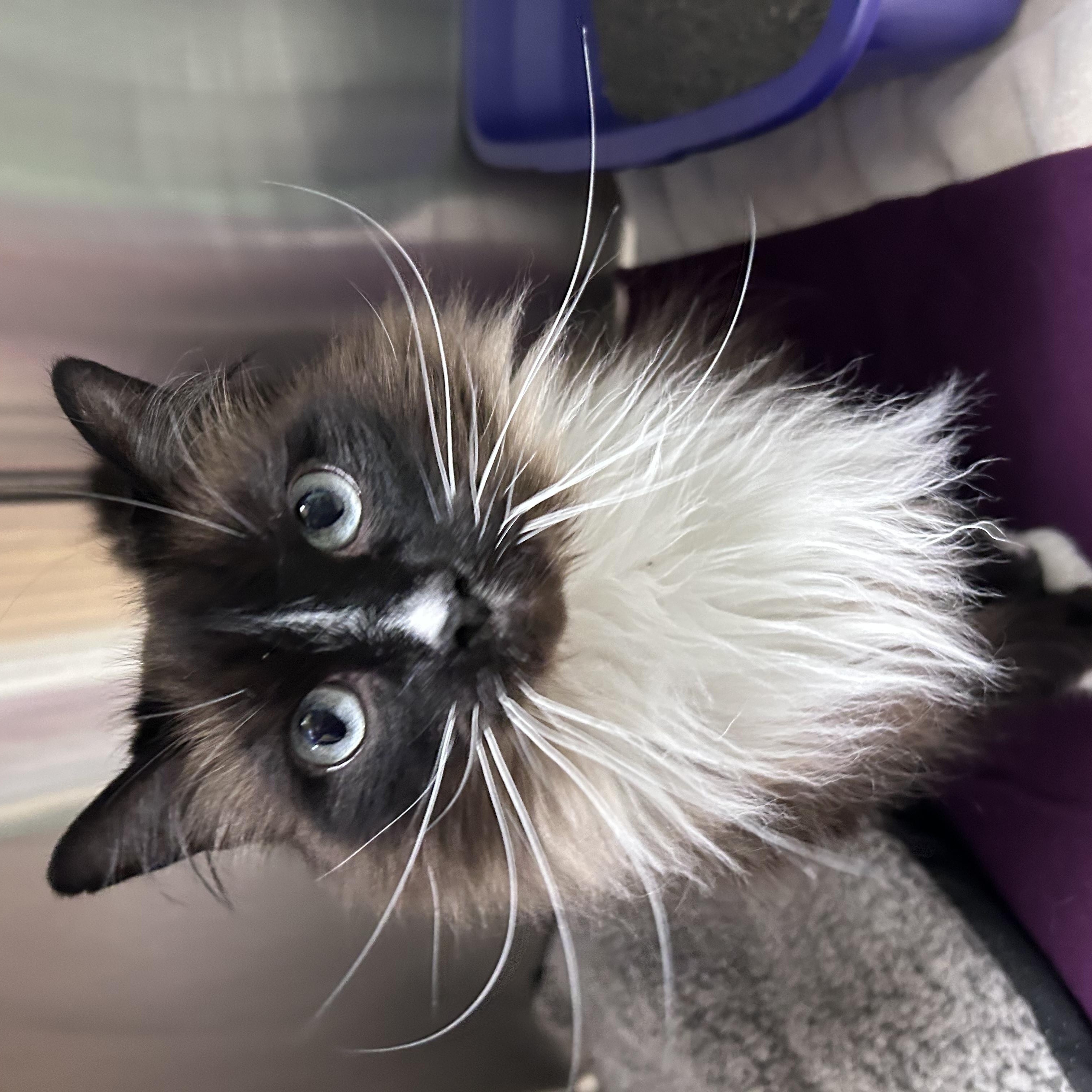 Enlarge Mia, a ADOPTABLE mixed breed in Greensboro, NC image 2/5