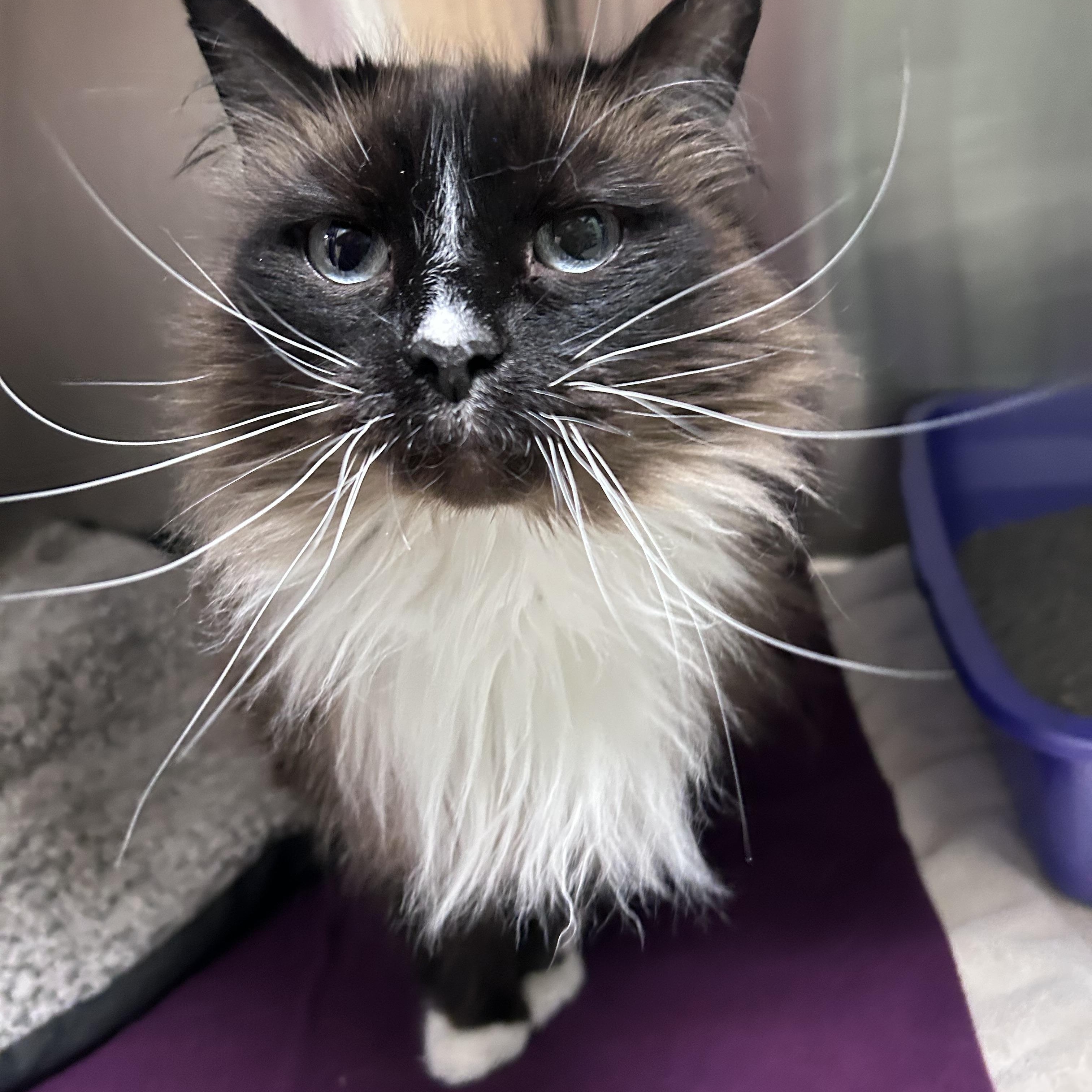 Enlarge Mia, a ADOPTABLE mixed breed in Greensboro, NC image 4/5