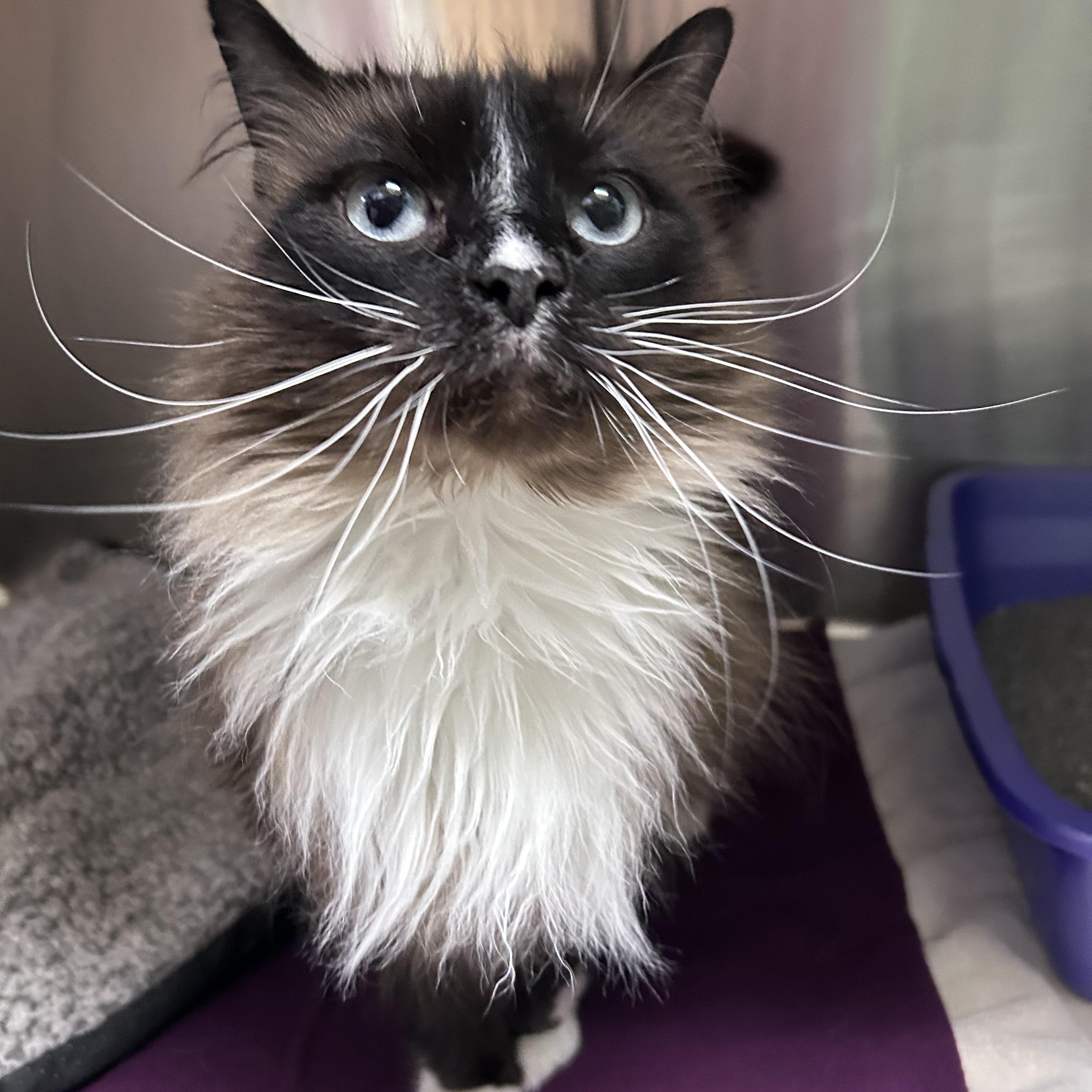 Enlarge Mia, a ADOPTABLE mixed breed in Greensboro, NC image 5/5