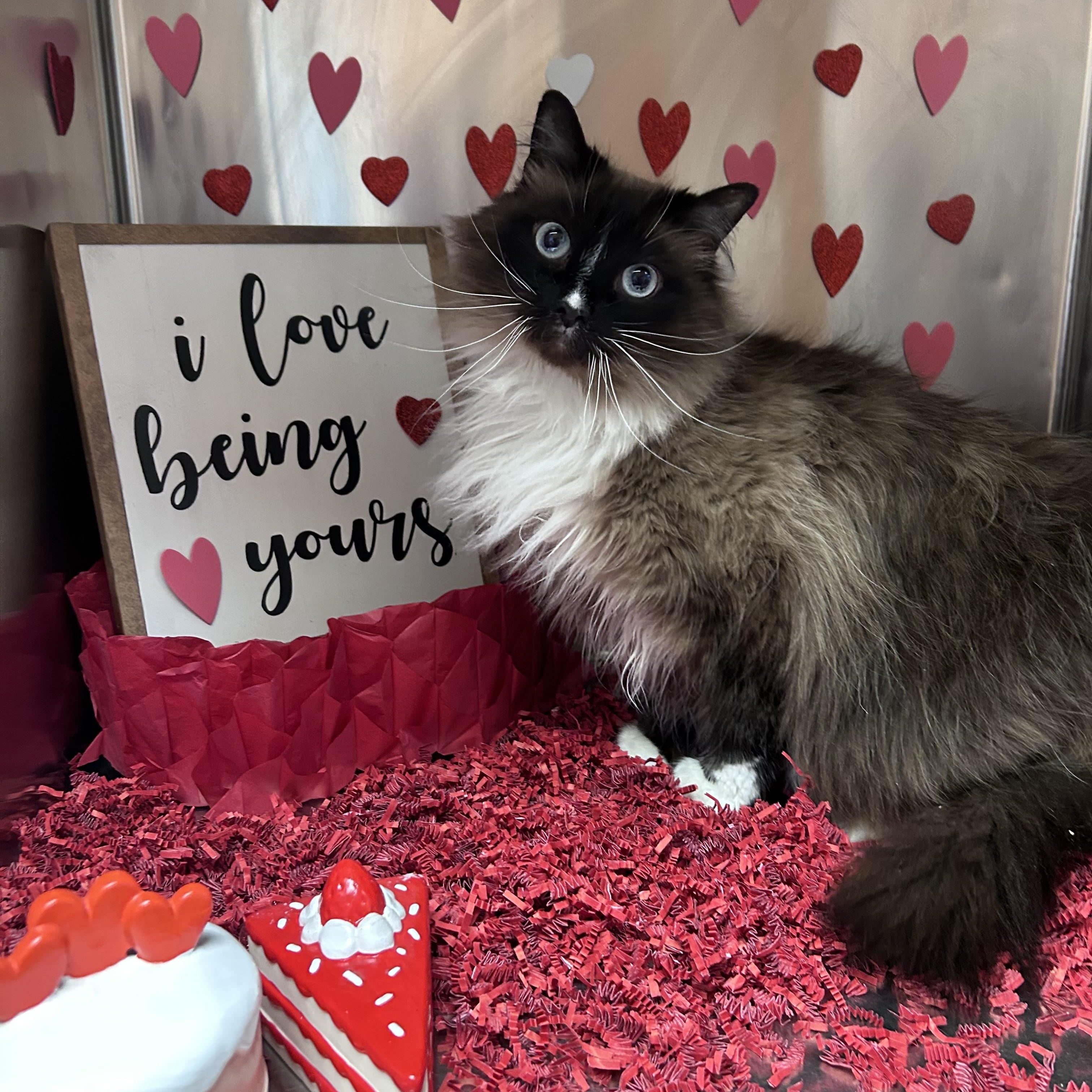 Mia, ADOPTABLE, Adult Female Domestic Long Hair & Birman.